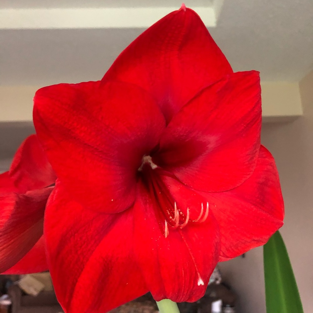 Meet your Posher, Janet